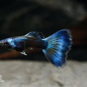 Guppy „Moskau Blau“ Männchen Neu